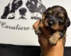 Cavapoo