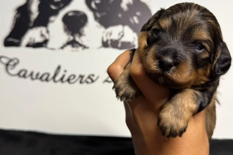 Cavapoo