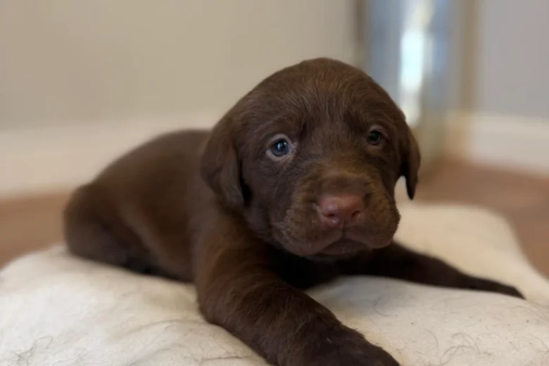 Labrador Retriever