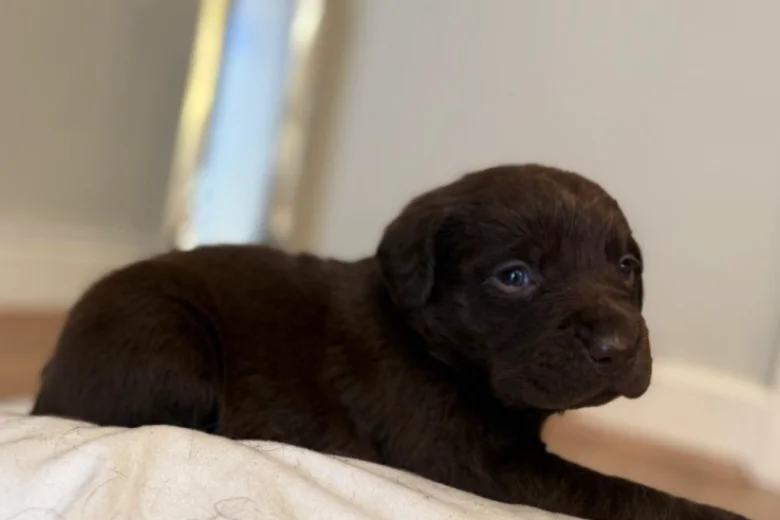 Labrador Retriever