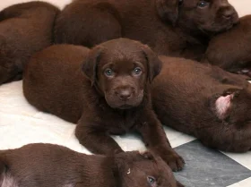 Labrador Retriever