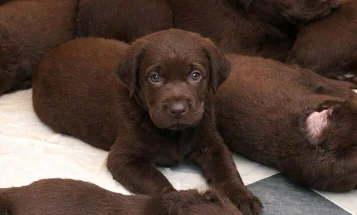 Labrador Retriever