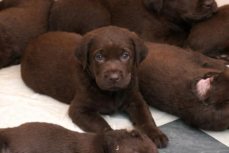Labrador Retriever