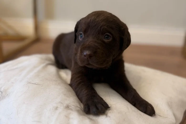 Labrador Retriever