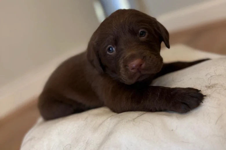 Labrador Retriever