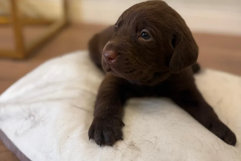Labrador Retriever