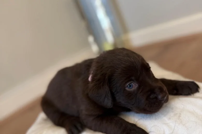Labrador Retriever