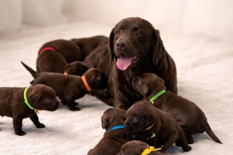 Labrador Retriever