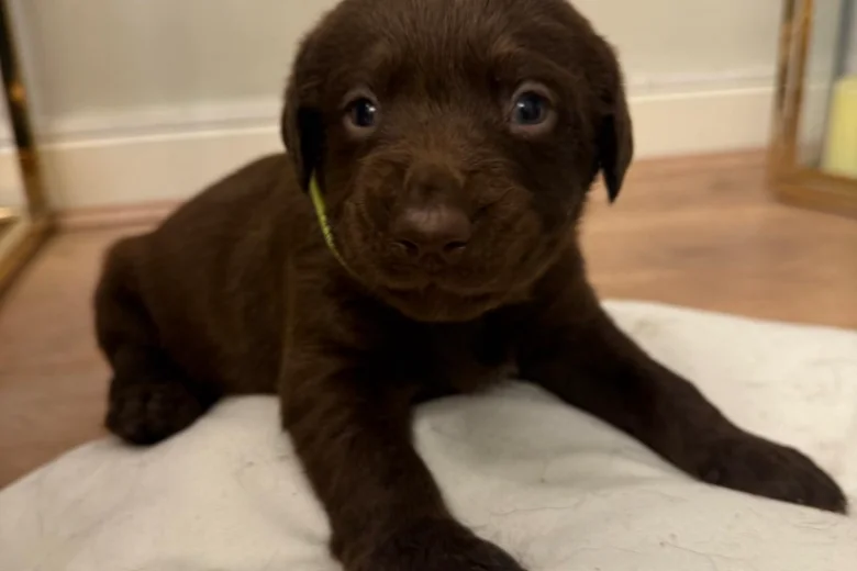 Labrador Retriever