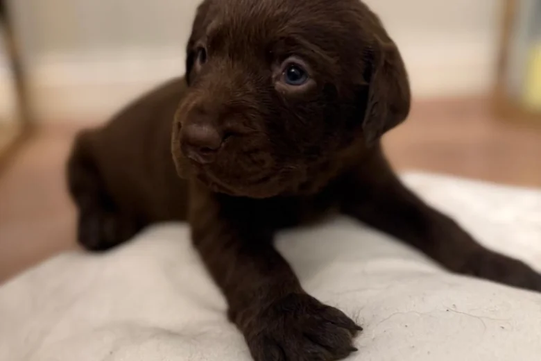 Labrador Retriever