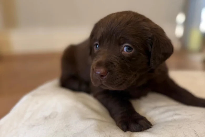 Labrador Retriever