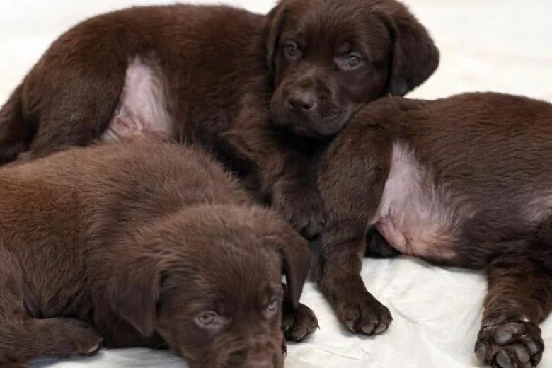 Labrador Retriever