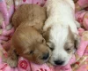 Cockapoo
