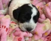 Cockapoo