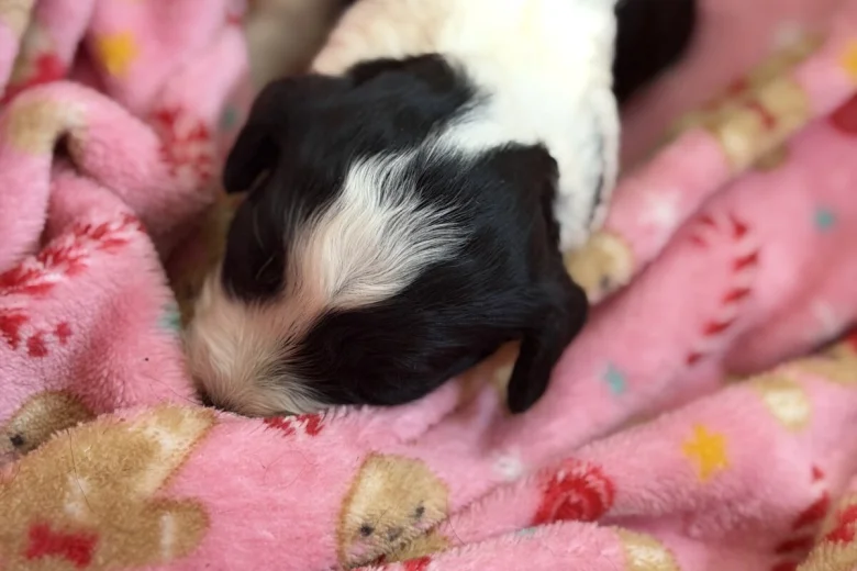 Cockapoo