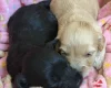 Cockapoo