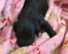 Cockapoo