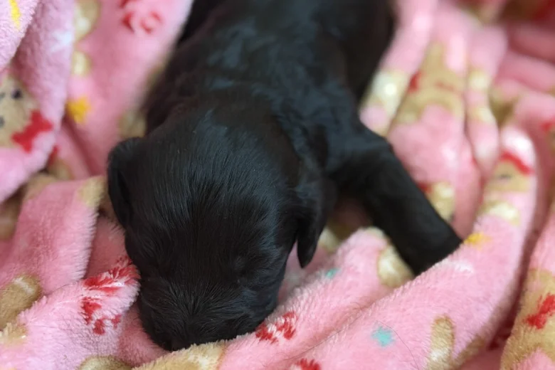 Cockapoo