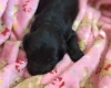 Cockapoo
