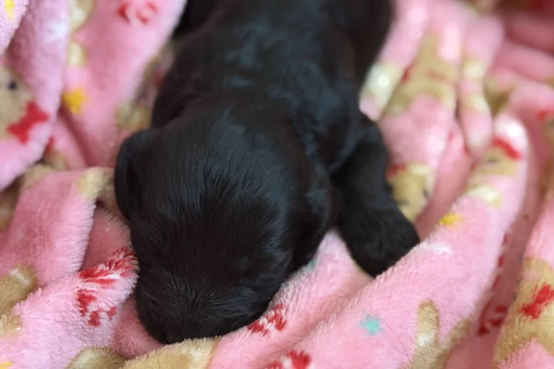 Cockapoo