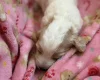 Cockapoo