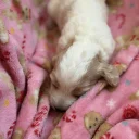 Cockapoo