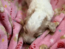 Cockapoo