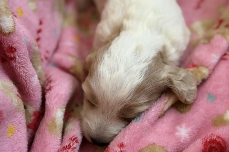 Cockapoo
