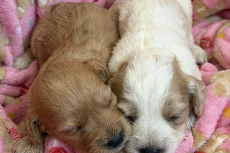 Cockapoo