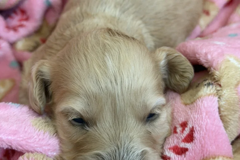 Cockapoo