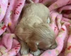 Cockapoo