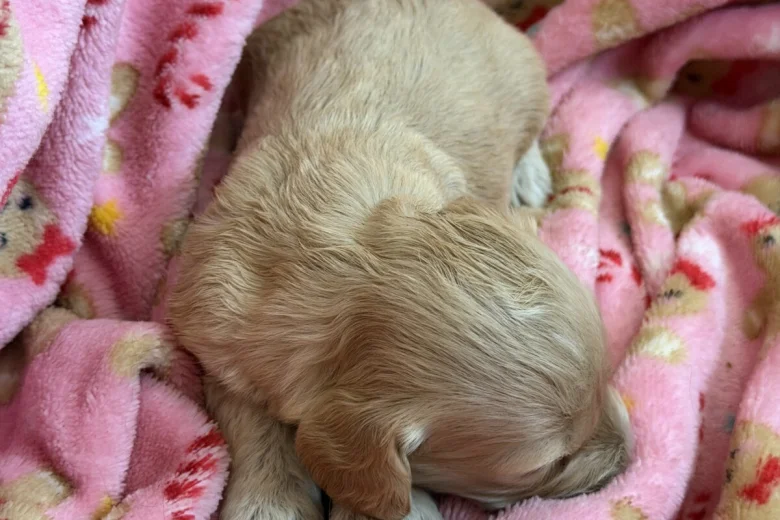 Cockapoo