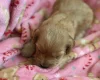 Cockapoo