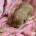 Cockapoo