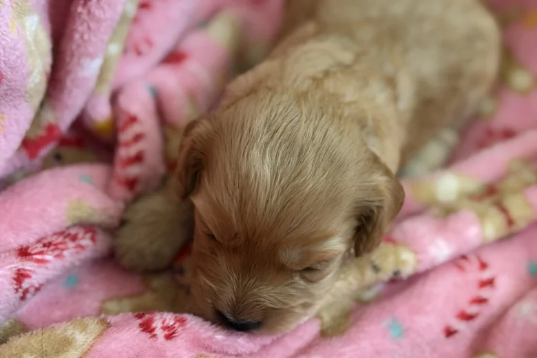 Cockapoo