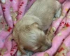 Cockapoo