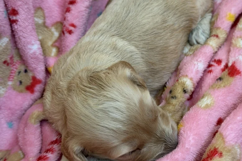 Cockapoo