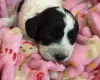 Cockapoo