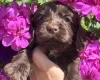 Cocker Spaniel (Working)