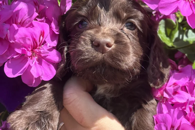 Cocker Spaniel (Working)