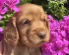 Cocker Spaniel (Working)