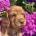 Cocker Spaniel (Working)