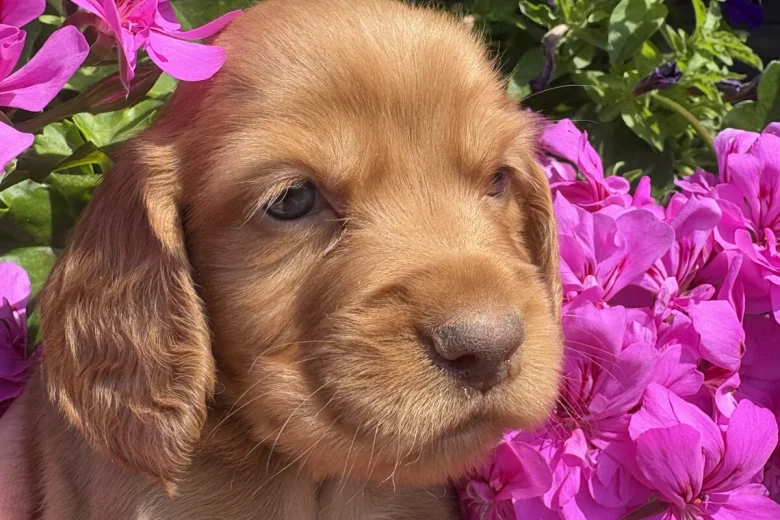Cocker Spaniel (Working)