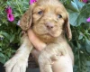Cocker Spaniel (Working)