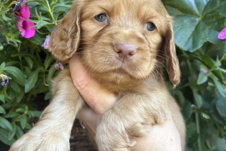 Cocker Spaniel (Working)