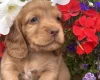 Cocker Spaniel (Working)