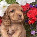 Cocker Spaniel (Working)