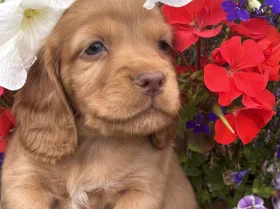 Cocker Spaniel (Working)