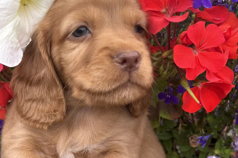 Cocker Spaniel (Working)