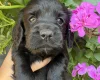 Cocker Spaniel (Working)